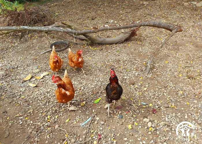 La Pichardiere Semesterbostad *